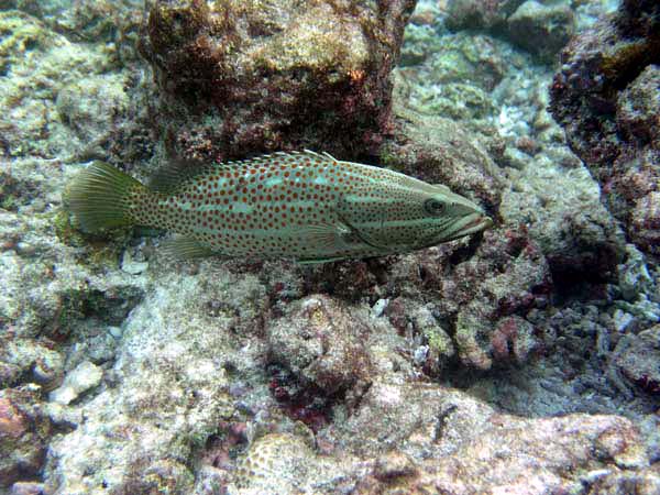 Unterwasserwelt Reethi Beach