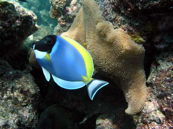 Unterwasserwelt Reethi Beach