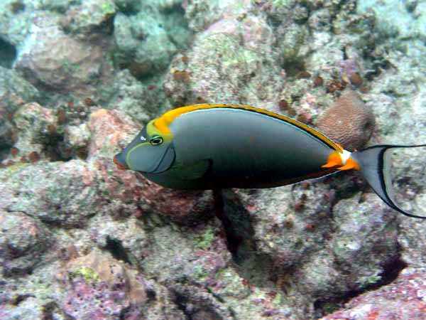 Unterwasserwelt Reethi Beach