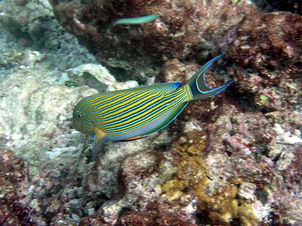 Unterwasserwelt Reethi Beach