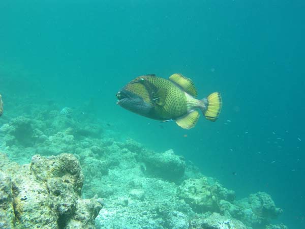 Unterwasserwelt Reethi Beach