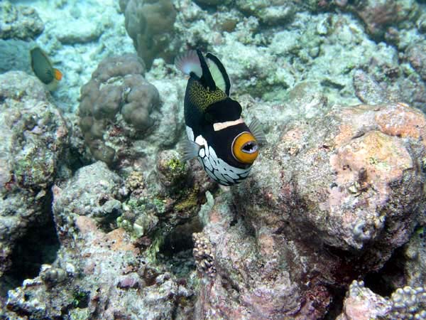 Unterwasserwelt Reethi Beach