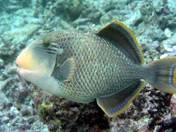 Unterwasserwelt Reethi Beach