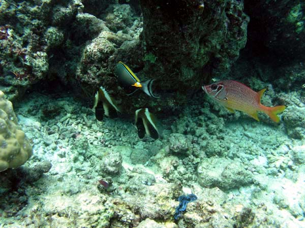 Unterwasserwelt Reethi Beach