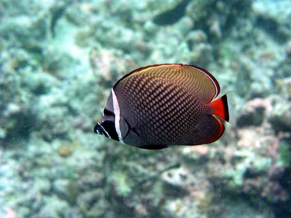 Unterwasserwelt Reethi Beach