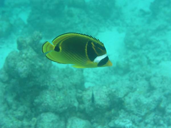 Unterwasserwelt Reethi Beach