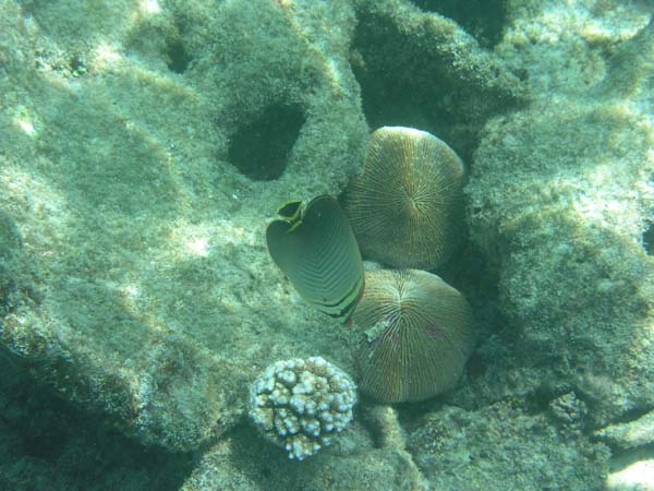 Unterwasserwelt Reethi Beach