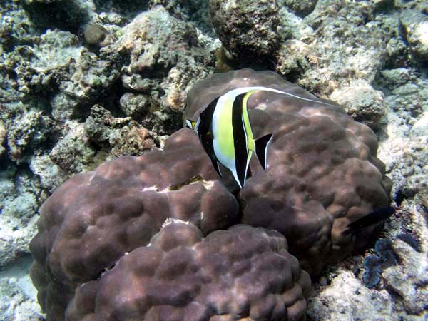 Unterwasserwelt Reethi Beach