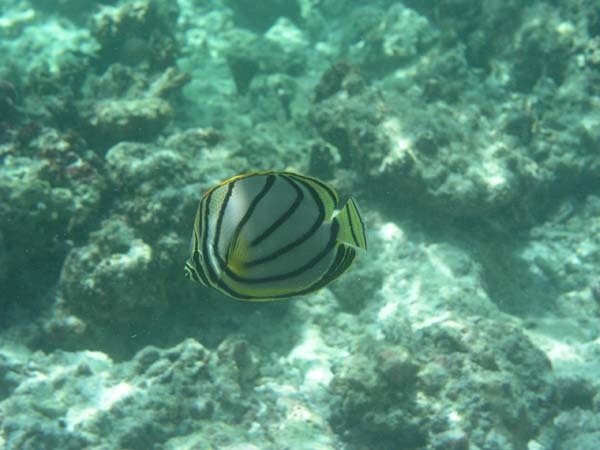 Unterwasserwelt Reethi Beach