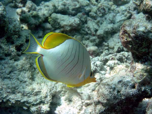 Unterwasserwelt Reethi Beach