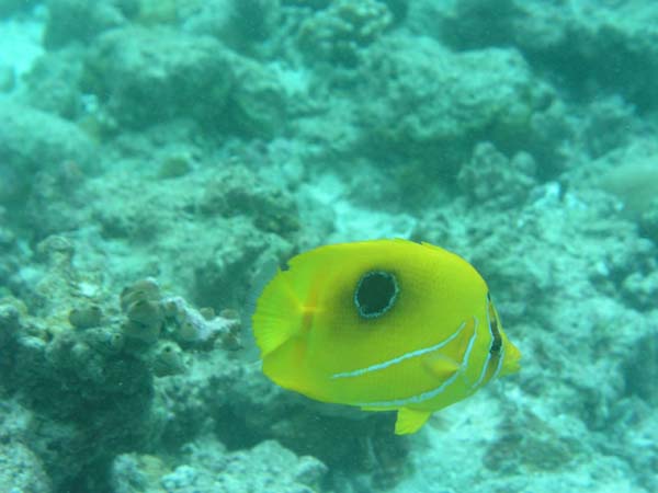 Unterwasserwelt Reethi Beach