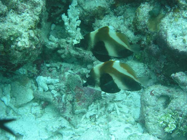 Unterwasserwelt Reethi Beach