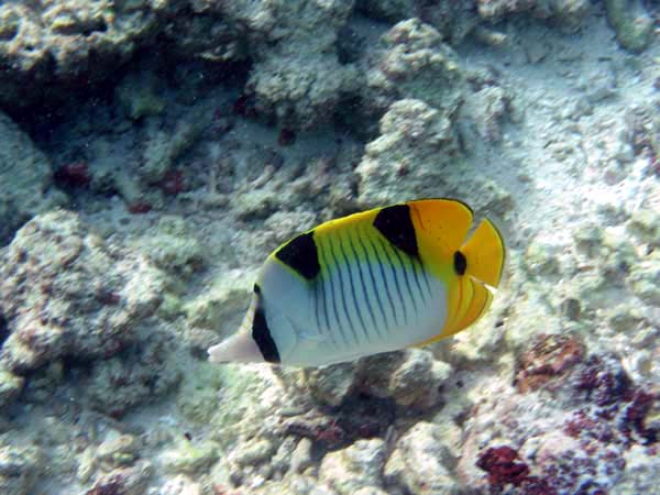 Unterwasserwelt Reethi Beach