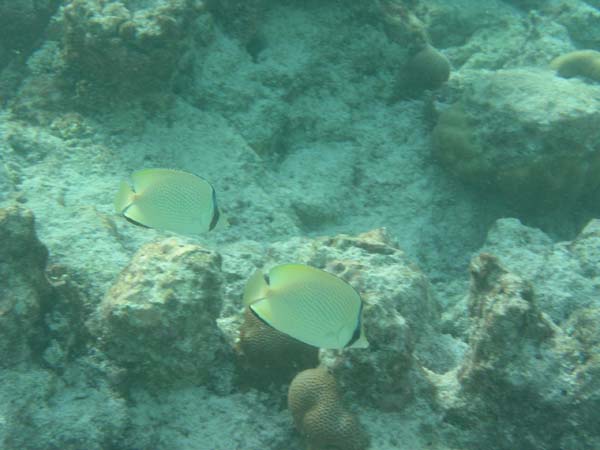 Unterwasserwelt Reethi Beach