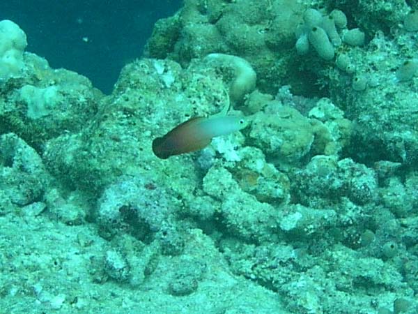 Unterwasserwelt Reethi Beach