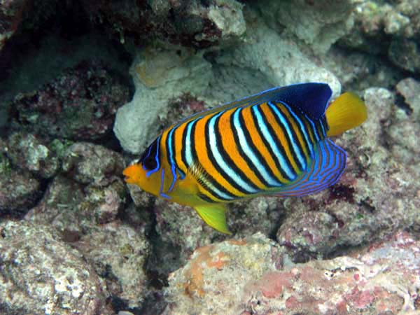 Unterwasserwelt Reethi Beach