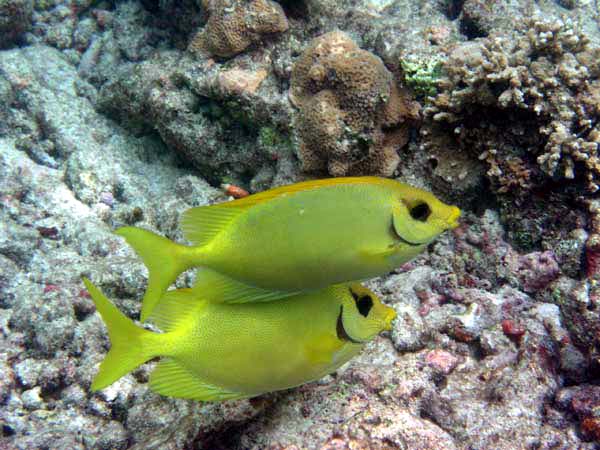 Unterwasserwelt Reethi Beach