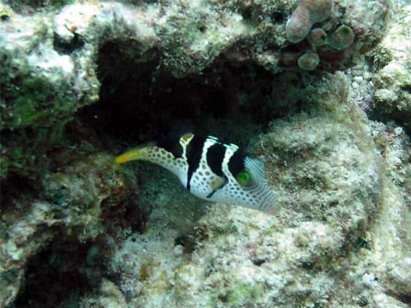 Unterwasserwelt Reethi Beach