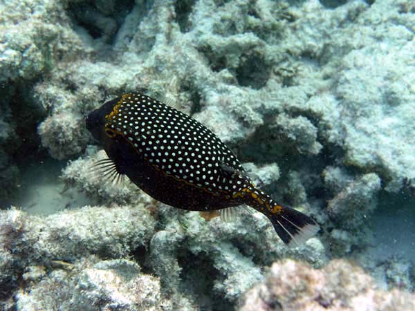 Unterwasserwelt Reethi Beach