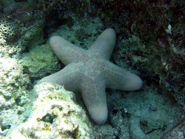 Unterwasserwelt Reethi Beach