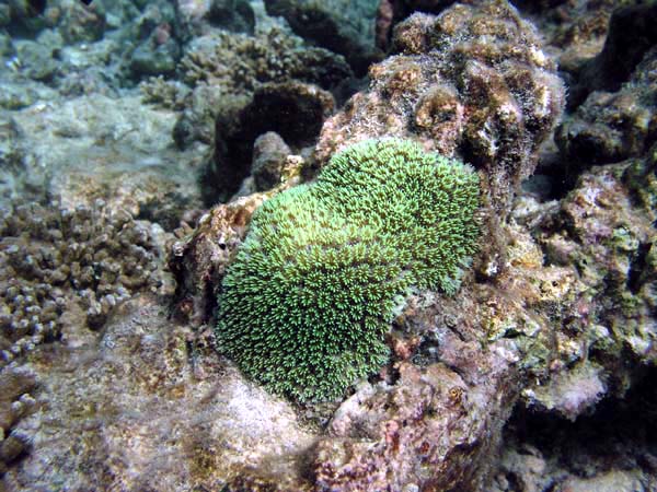 Unterwasserwelt Reethi Beach