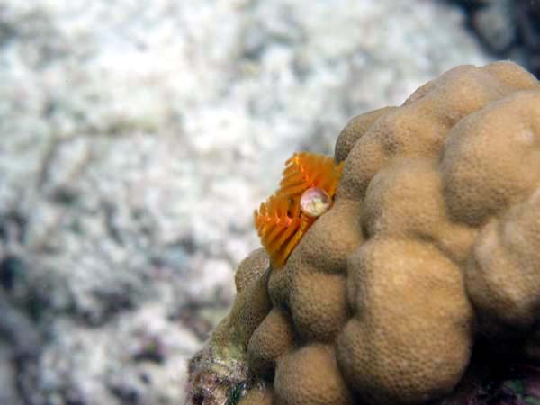 Unterwasserwelt Reethi Beach