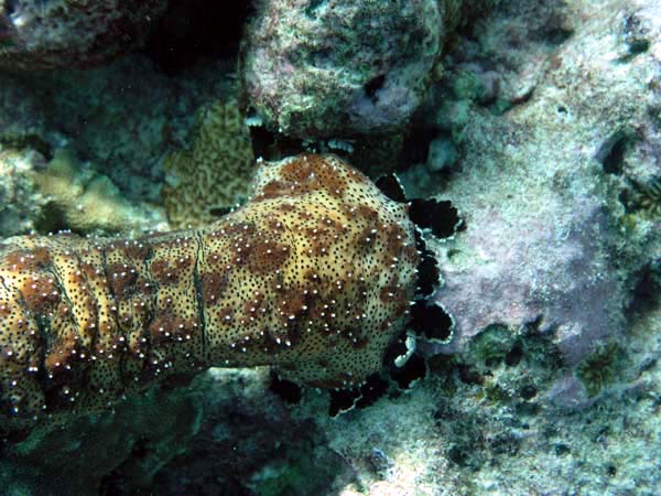 Unterwasserwelt Reethi Beach