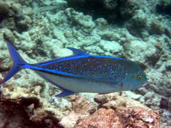 Unterwasserwelt Reethi Beach