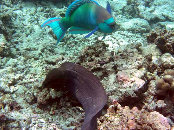 Unterwasserwelt Reethi Beach