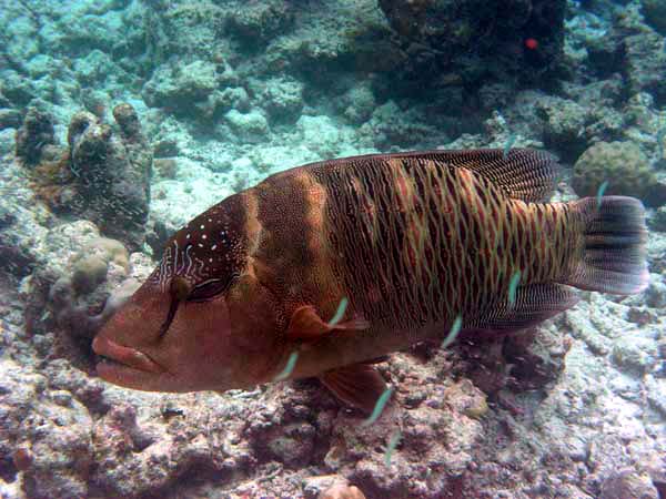 Unterwasserwelt Reethi Beach