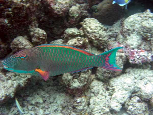 Unterwasserwelt Reethi Beach