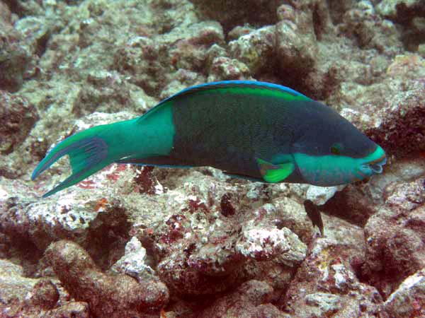 Unterwasserwelt Reethi Beach