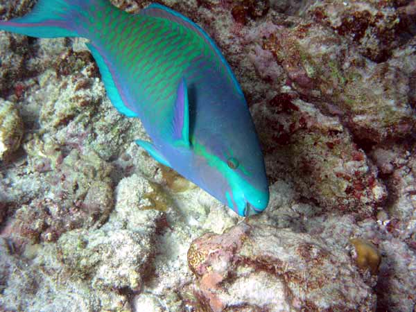 Unterwasserwelt Reethi Beach