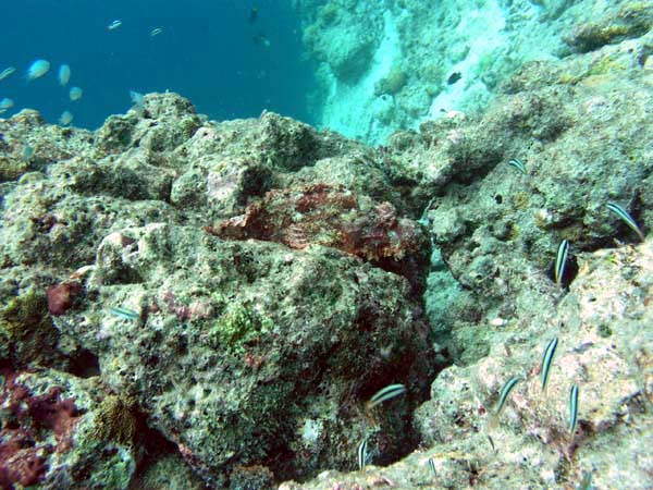 Unterwasserwelt Reethi Beach