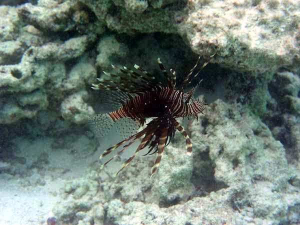 Unterwasserwelt Reethi Beach