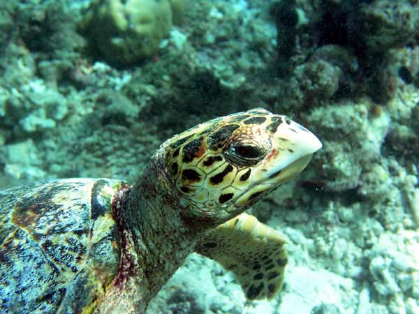 Unterwasserwelt Reethi Beach