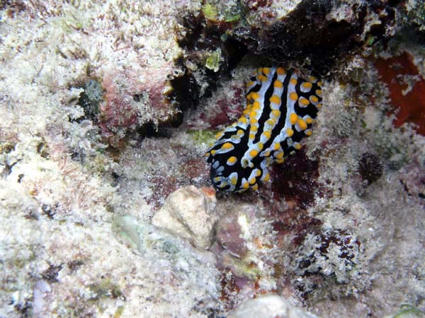 Unterwasserwelt Reethi Beach