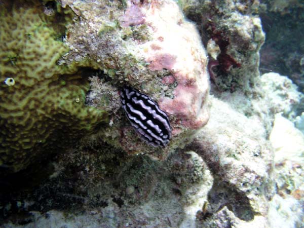 Unterwasserwelt Reethi Beach