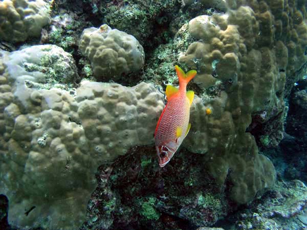 Unterwasserwelt Reethi Beach