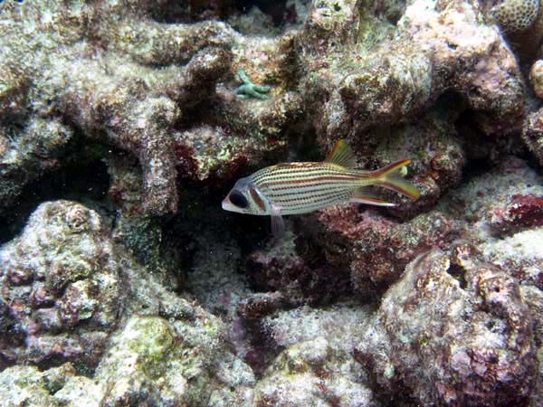 Unterwasserwelt Reethi Beach