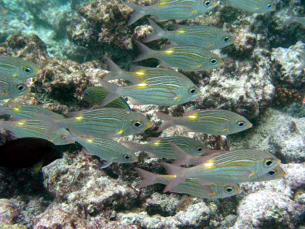 Unterwasserwelt Reethi Beach