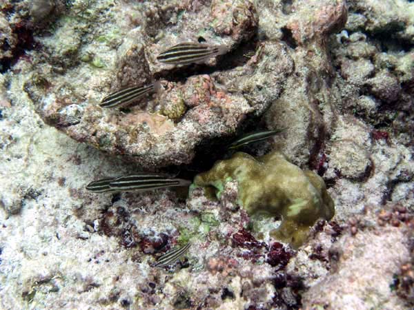 Unterwasserwelt Reethi Beach