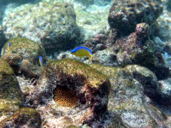 Unterwasserwelt Reethi Beach