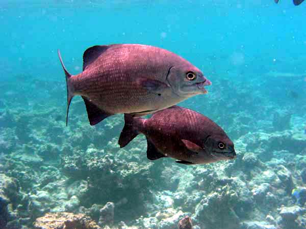 Unterwasserwelt Reethi Beach