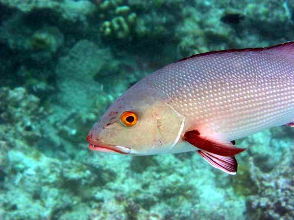 Unterwasserwelt Reethi Beach