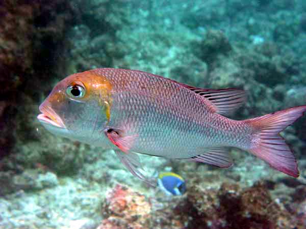 Unterwasserwelt Reethi Beach