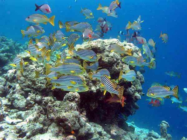 Unterwasserwelt Reethi Beach