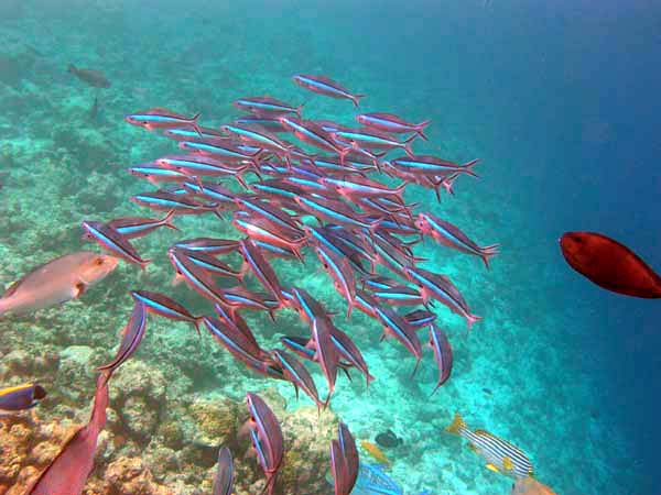 Unterwasserwelt Reethi Beach