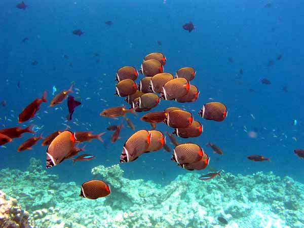 Unterwasserwelt Reethi Beach