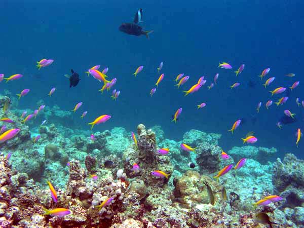 Unterwasserwelt Reethi Beach